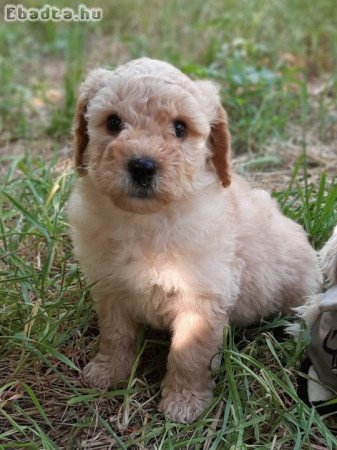 red apricot eladó uszkár törpe közép