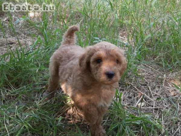 red apricot eladó uszkár törpe közép