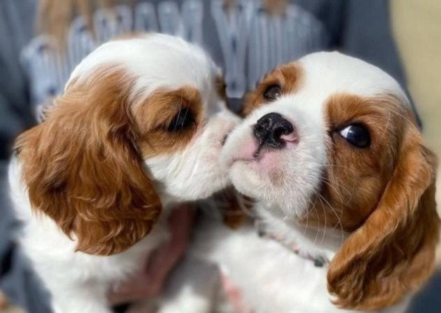 Cavalier King Charles