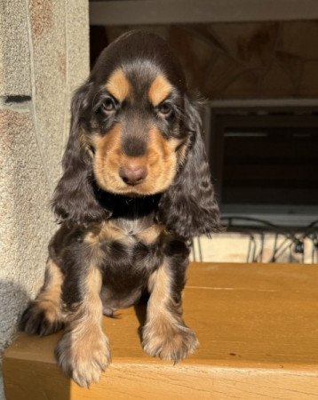 Angol cocker spániel