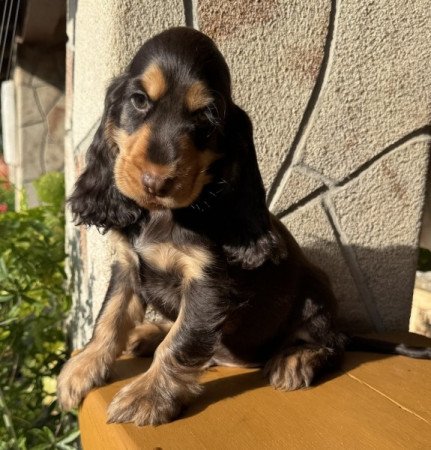 Angol cocker spániel