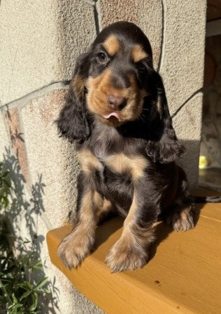 Angol cocker spániel