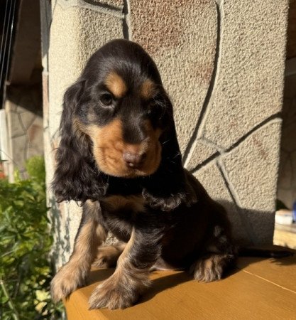 Angol cocker spániel