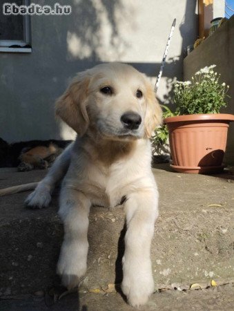 Golden Retriever!