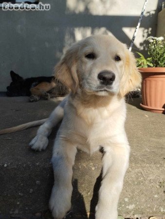 Golden Retriever!