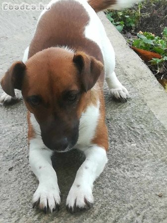 Jack Russell Terrier