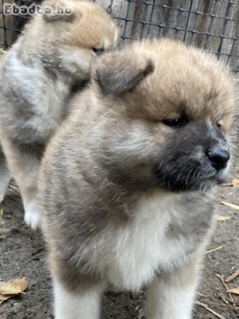 Japán akita inu kölykök