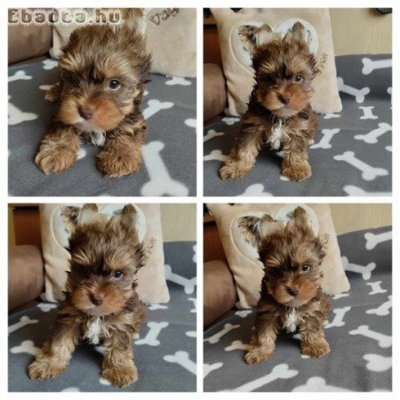 YORKSHIRE TERRIER KISKUTYA