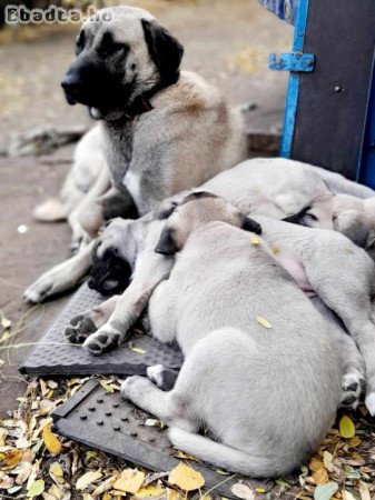 Kangal kiskutyák