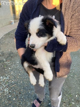 Fajtatiszta jellegű border collie