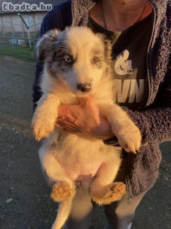 Fajtatiszta jellegű border collie