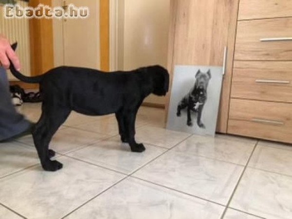 Gyönyörű Cane Corso kiskutyák gazdit keresnek