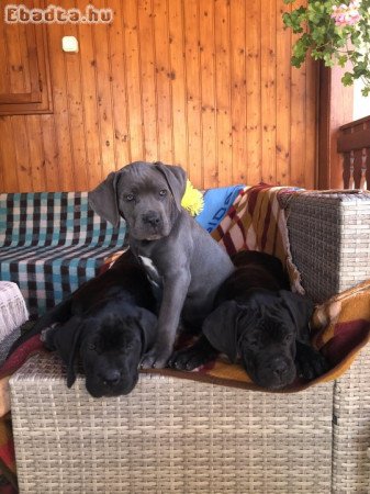 Gyönyörű Cane Corso kiskutyák gazdit keresnek