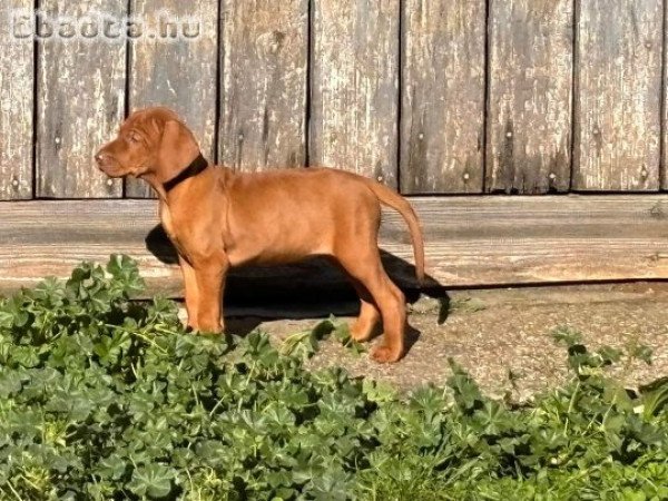 Magyar vizsla kölykök