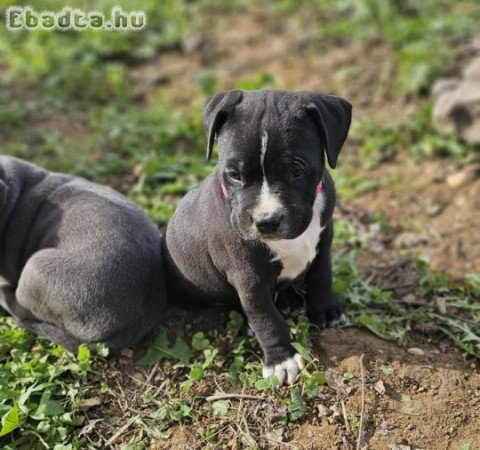 Am.staffy kiskutyàk eladòk