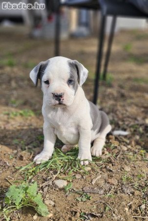 Am.staffy kiskutyàk eladòk