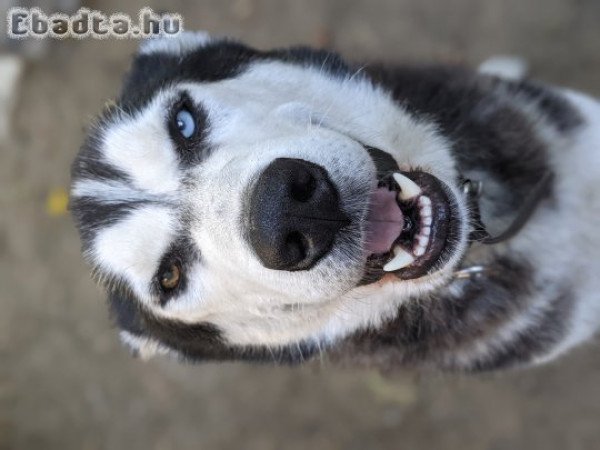 Husky