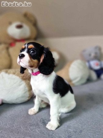 Cavalier king charles spániel könykök