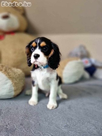 Cavalier king charles spániel könykök