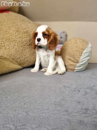 Cavalier king charles spániel könykök