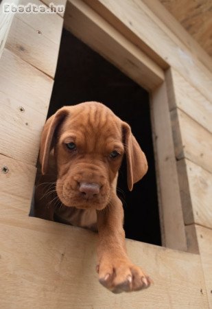 Magyar vizsla kölykök