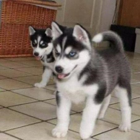 Husky