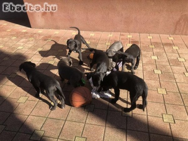 Eladó Cane corso kiskutyák