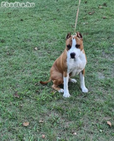 Törzskönyves Amerikai Staffordshire Terrier