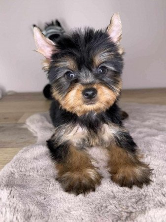 Yorkshire terrier
