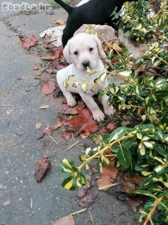 Labrador kölykök