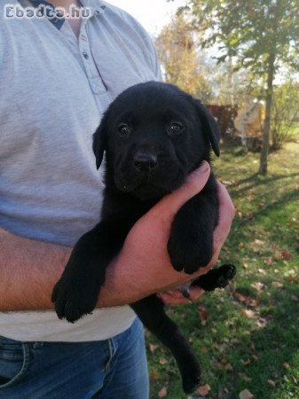 Labrador kölykök