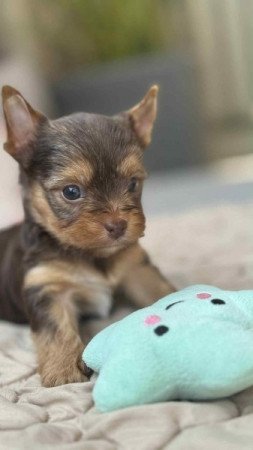 Yorkshire terrier