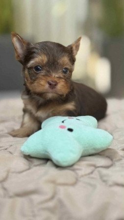 Yorkshire terrier