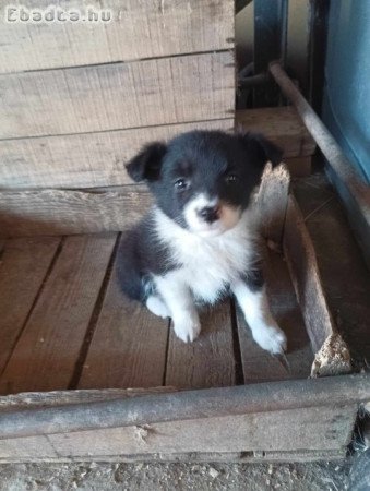 Border Collie kiskutyák