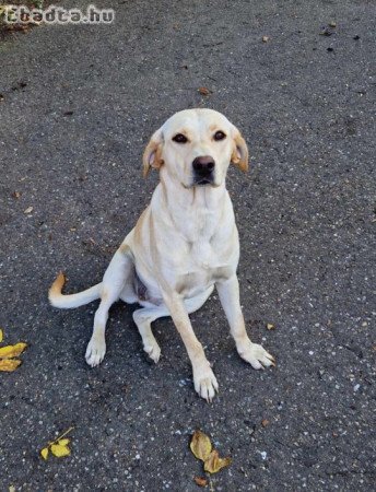 10 hónapos szuka labrador retriver keverékek