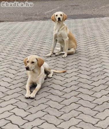 10 hónapos szuka labrador retriver keverékek