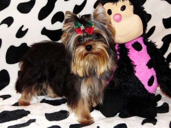 Yorkshire Terrier, Yorki