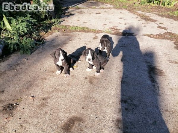 Német dogok keresik új gazdijukat