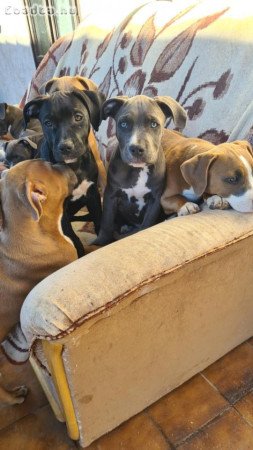 Amerikai staffordshire terrier kutyusok.