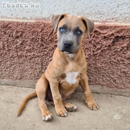 Amerikai staffordshire terrier kutyusok.