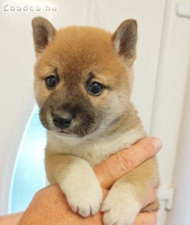 Shiba inu