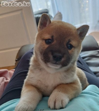 Shiba inu