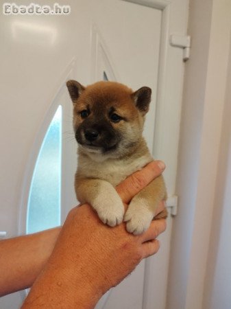 Shiba inu