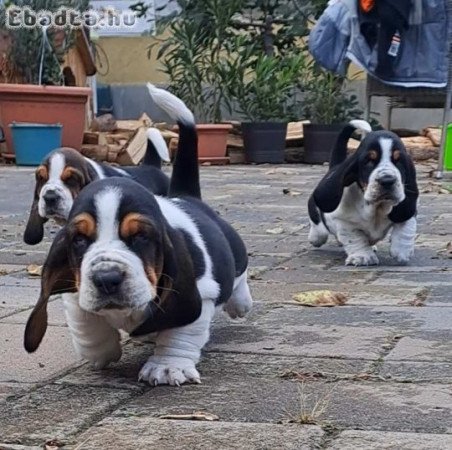 Basset Hound fajtatiszta jellegű kiskutyák