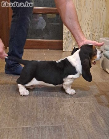 Basset Hound fajtatiszta jellegű kiskutyák