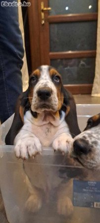 Basset Hound fajtatiszta jellegű kiskutyák