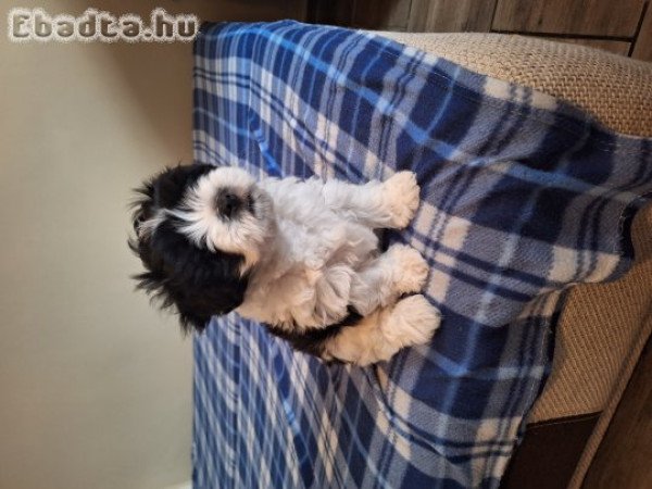 Bichon havanese kisfiu