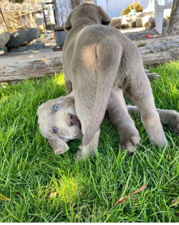 silver Labrador puppies