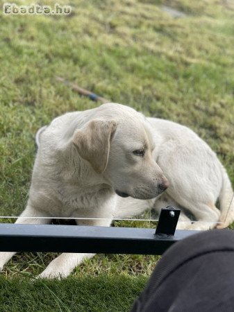 Labrador (Countrybelle)