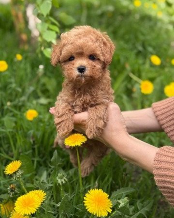 Máltai+uszkár=Maltipoo havanese bichon